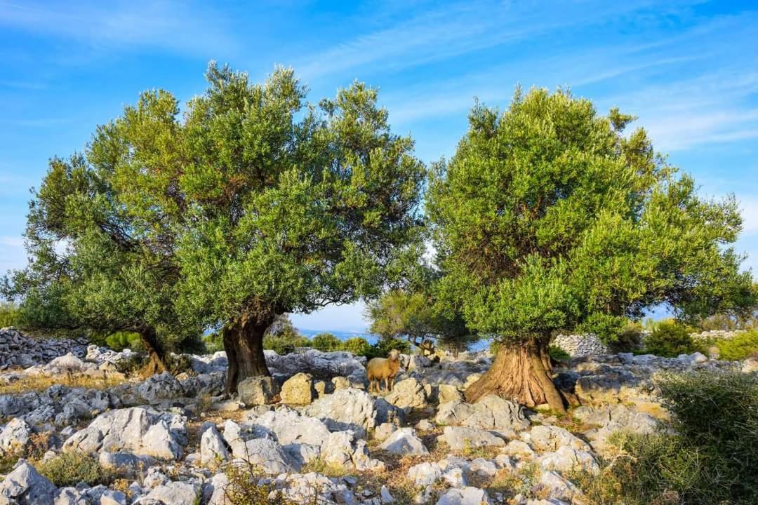 Appartamento Stanko Sea View Metajna Esterno foto